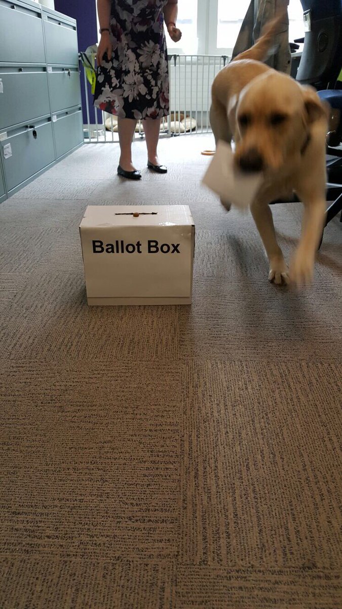Dasher carrying his ballot paper in his mouth as he approaches the ballot box