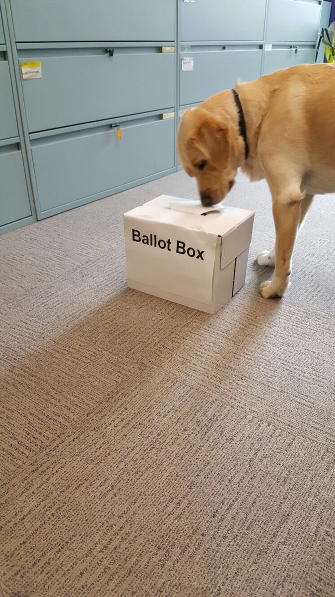Dasher sniffing the ballot box pondering whether or not he should put his ballot paper in