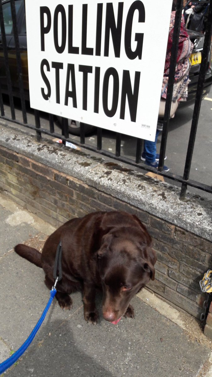 lily_218's tweet photo. Aaand here are the outtakes πβΊβ€πΉπΆπ... #dogsatpollingstations #fidgetdog https://t.co/WgVK3ZlSF8