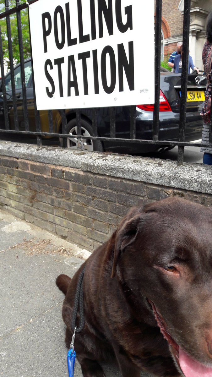 lily_218's tweet photo. Aaand here are the outtakes πβΊβ€πΉπΆπ... #dogsatpollingstations #fidgetdog https://t.co/WgVK3ZlSF8