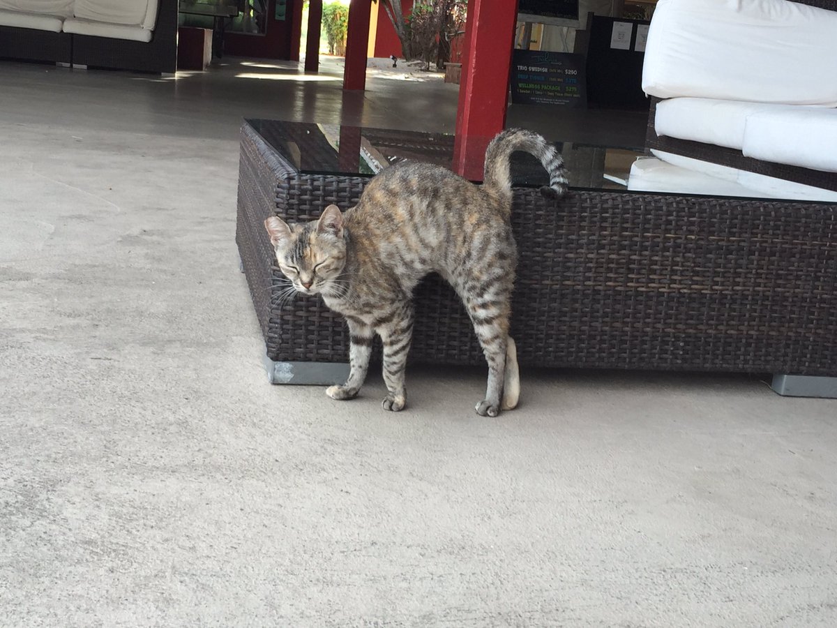 catsyncronicity's tweet image. Felines at #ClubMedTurks&amp;amp;Caicos supporting #spayneuter #eartipped #savealife