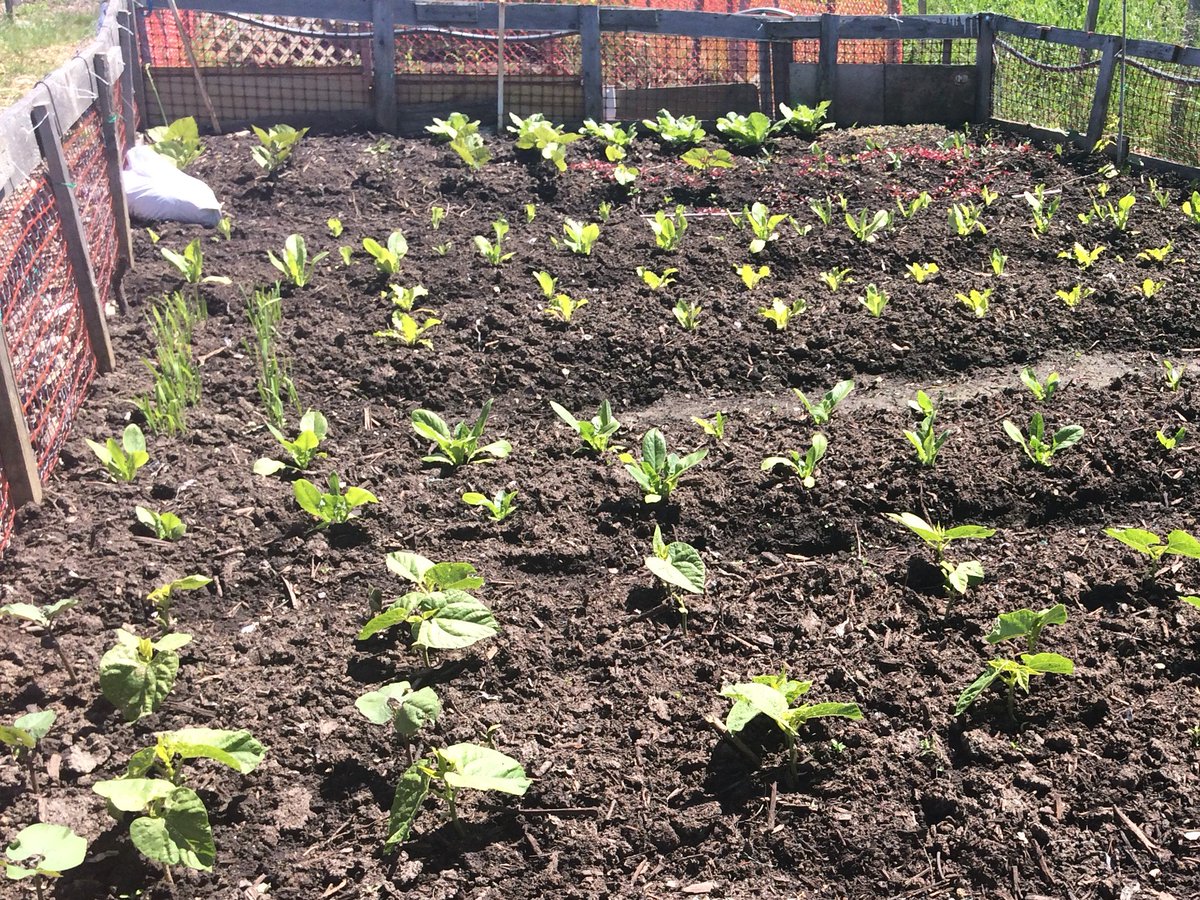 YRFoodNetwork's tweet photo. The plots are in bloom at the #MulockAllotmentGarden in Newmarket! #CommunityGardens #GrowbackThursday #GrowingGardeners https://t.co/olBx9NpAwc