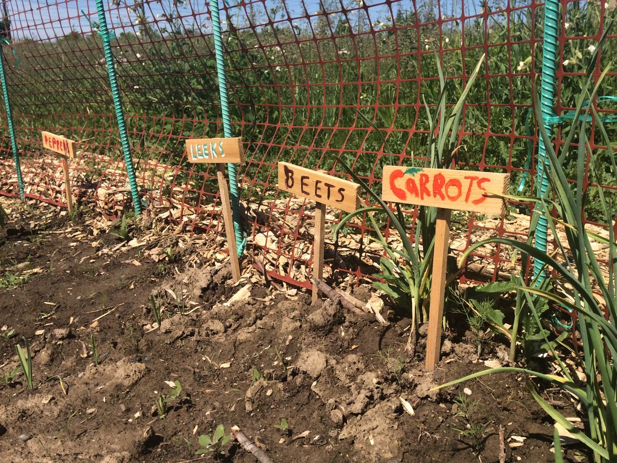 YRFoodNetwork's tweet photo. The plots are in bloom at the #MulockAllotmentGarden in Newmarket! #CommunityGardens #GrowbackThursday #GrowingGardeners https://t.co/olBx9NpAwc