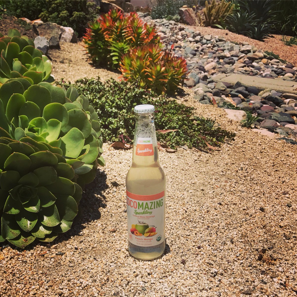 drinkcocomazing's tweet photo. The summer is starting to heat up! Peach Mango is the new summer flavor! #sipthezing https://t.co/LWPlbSXwzs