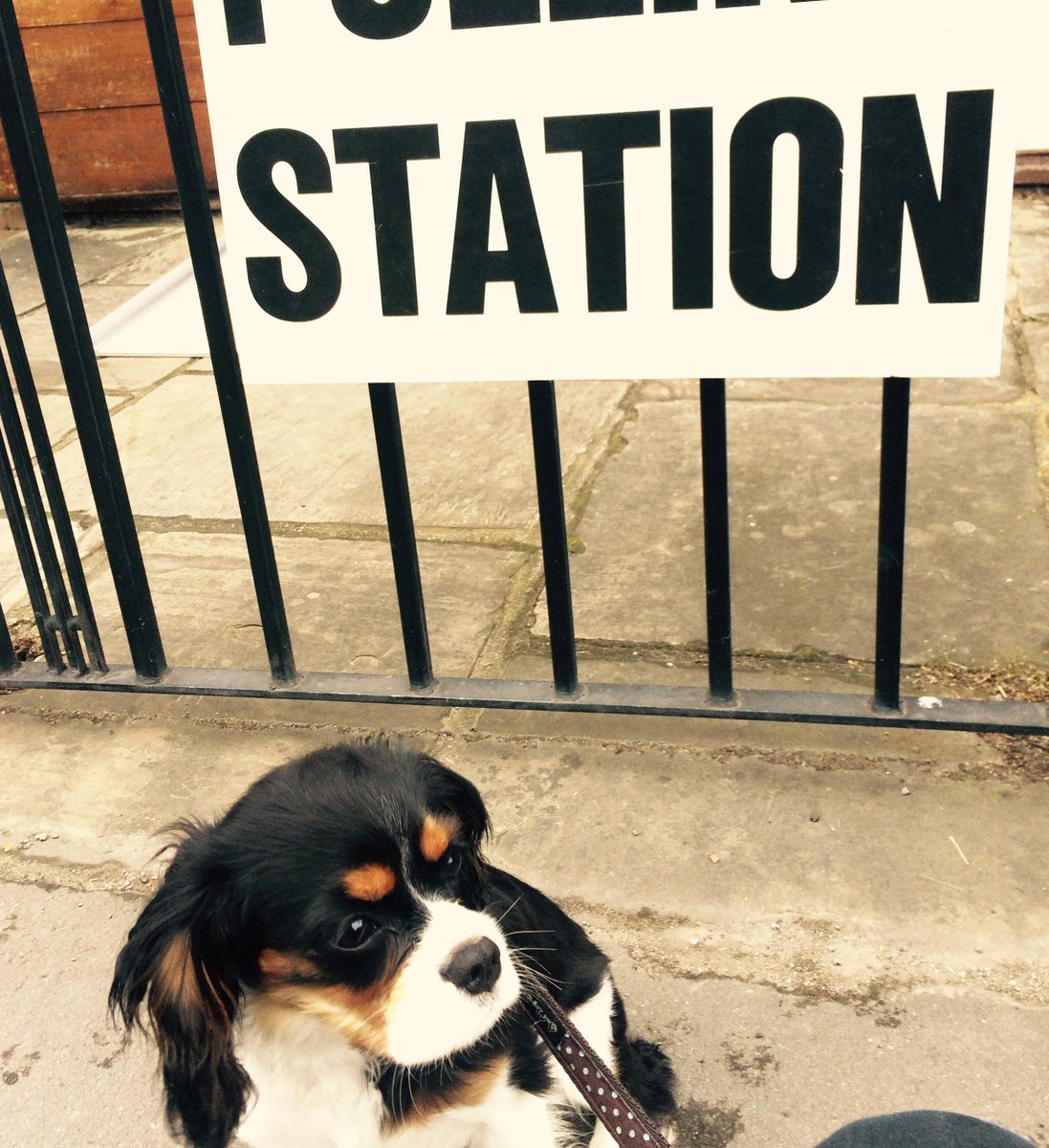 NurtureGlow's tweet photo. Aww, it's Pickles' first vote #dogsatpollingstations https://t.co/98zYdJgAbM