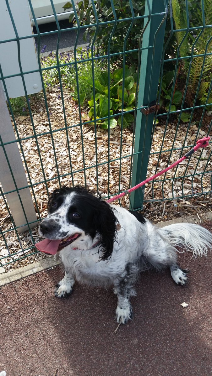He hates when our democratic process interrupts his afternoon walk. #dogsatpollingstations