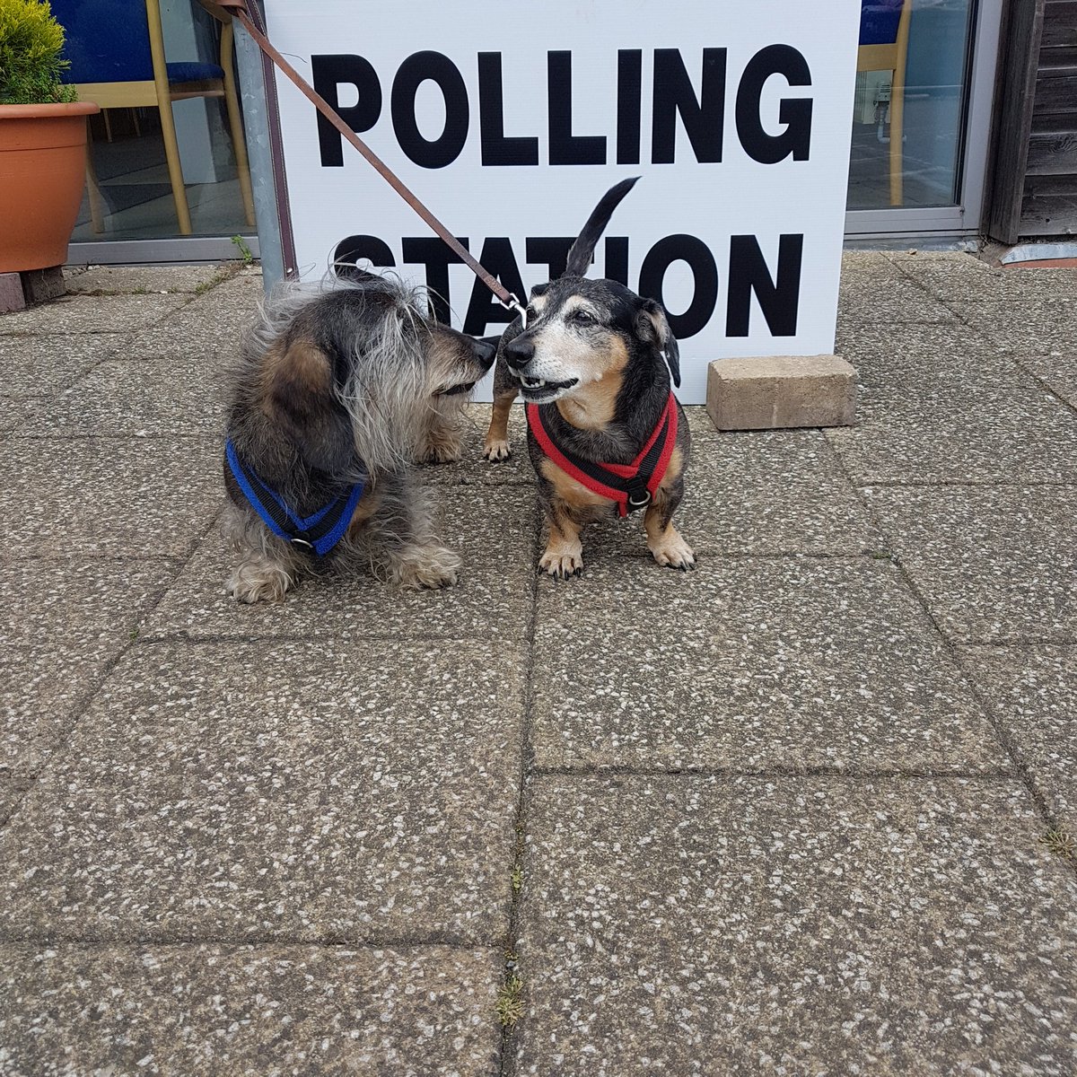 KimboC12's tweet photo. After some deliberation, B&amp;E voted for 
Less baths
More pigs ears
#dogsatpollingstations https://t.co/kLLPUlxfTd