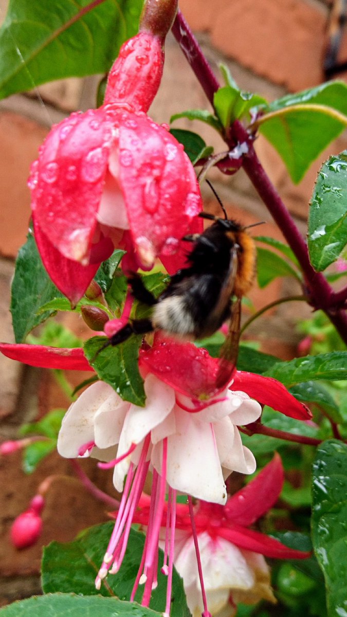 AlisonFlanders's tweet photo. 'I'm buzzing in the rain' #gloriousfeeling #ThePhotoHour https://t.co/S42MTiClyt
