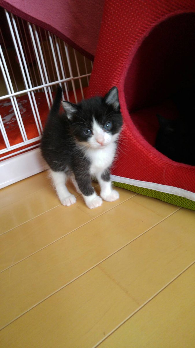猫barキャット めでるば