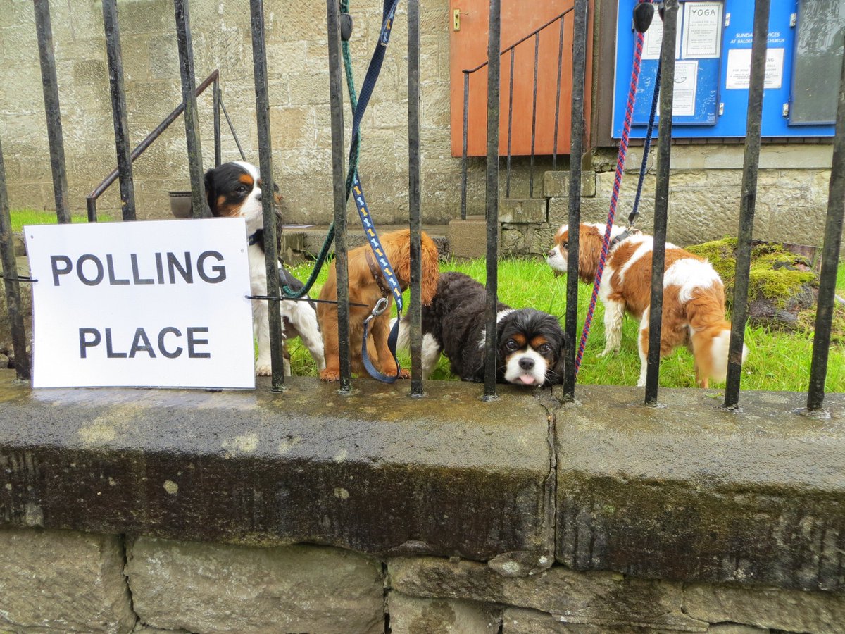 Parents dogs unimpressed by the rain #dogsatpollingstations #Vote2017