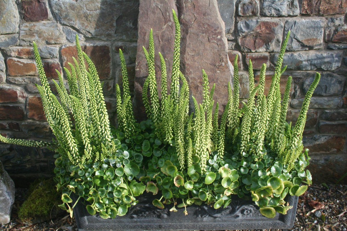 KevJame's tweet photo. Native plants look good too. #garden #gardens #gardening #ballyhoura #alpineplants #LimerickTIO Navelwort aka pennywort aka wallwort https://t.co/33OkKz4NcB