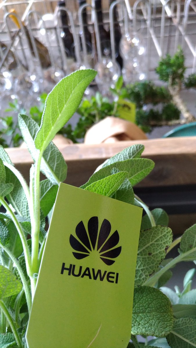 techstationit's tweet photo. #MakeItGreenery: gli #smartphone @HuaweiMobileIT #Huaweip10 e le colorazioni @pantone! #Android #technews #technology #tech #HuaweiP10Plus https://t.co/GZQddlmmRS
