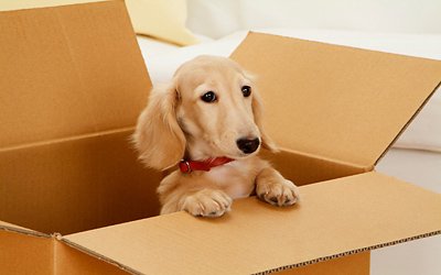 thepackermover's tweet image. 3 Important Secrets about Pet Moving Tips That Nobody Will Tell You!!
Read on: goo.gl/Z3n6Kn

#PetMovingTips #ThePackersMovers