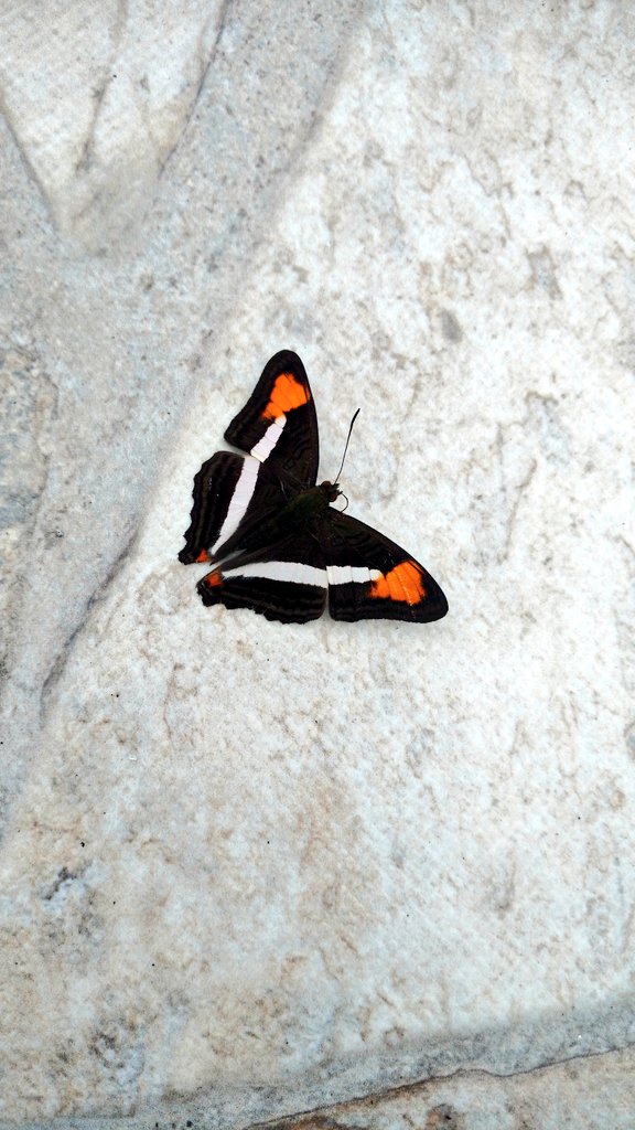 Thiffanyys2's tweet photo. butterfly https://t.co/uAp2HBDC9X