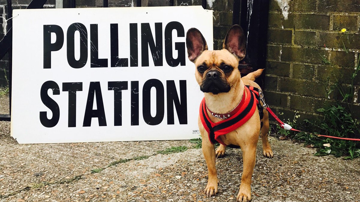 The Natives are busy voting today, even Lola is in on the action!  #Vote2017 #DogsAtPollingStations