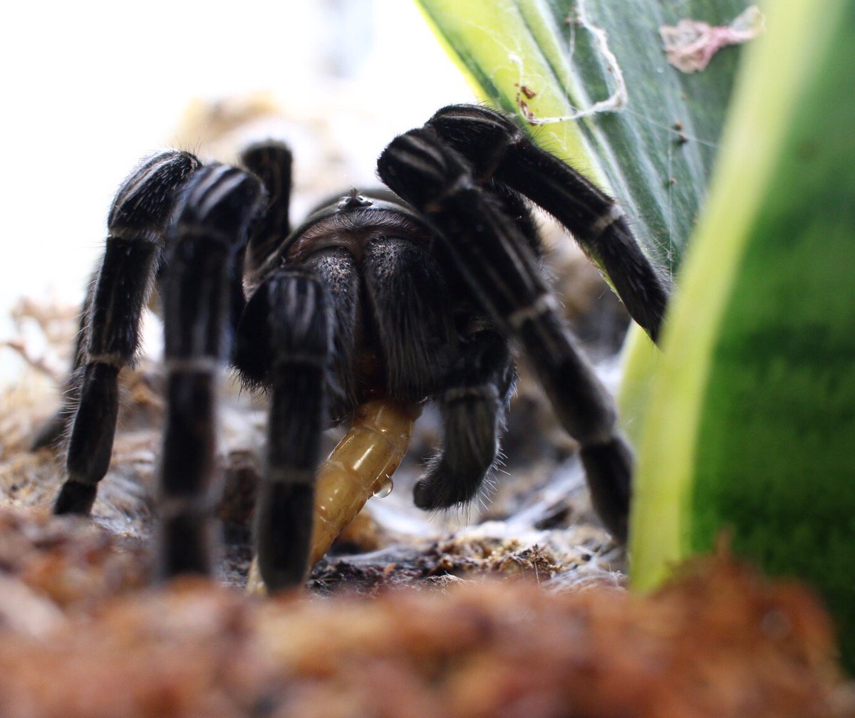 isabetabug's tweet photo. For breakfast Saffron ate a juicy mealworm.
#tarantula #bugscope #redrump https://t.co/zDCXqkLA6w