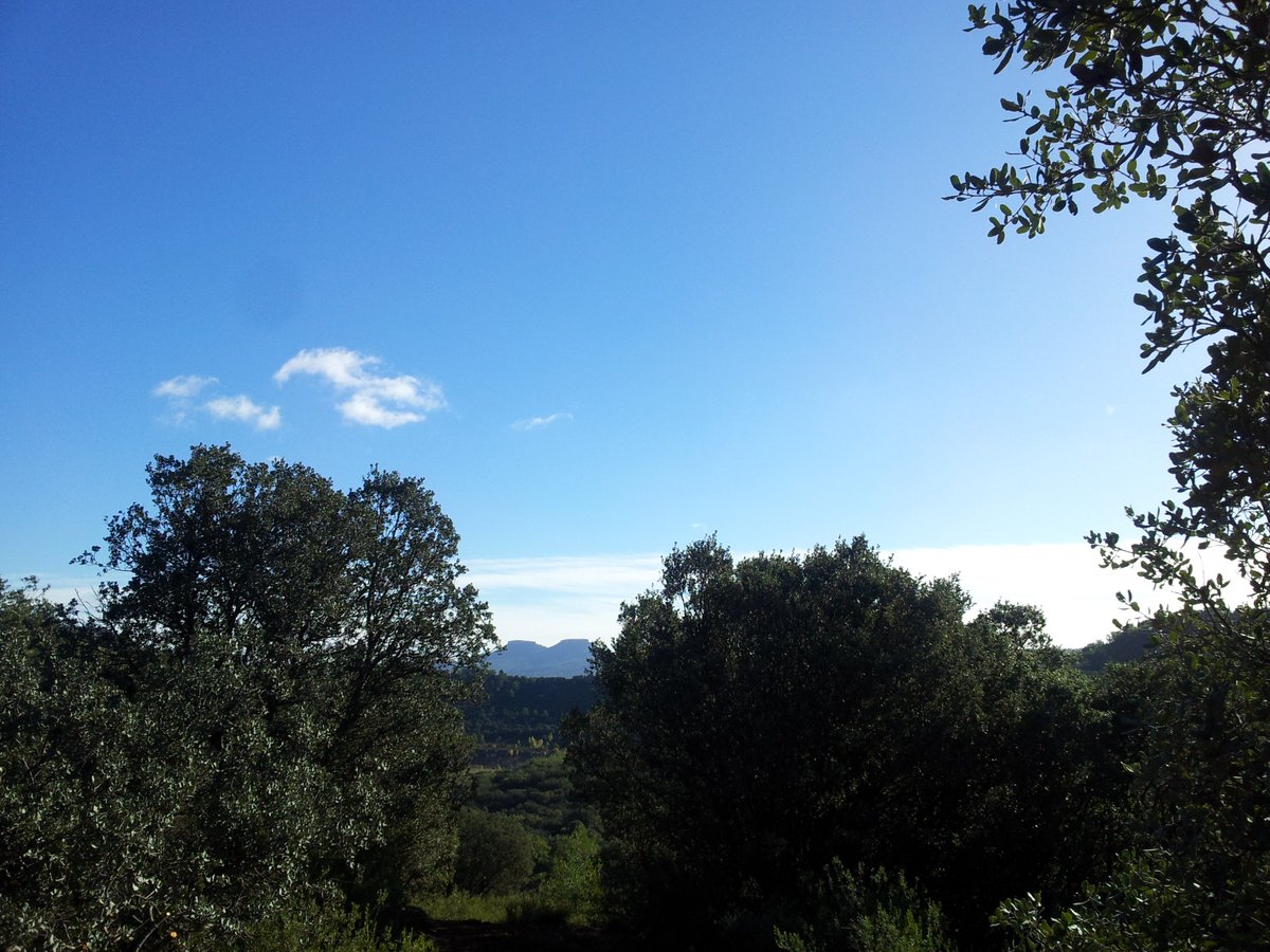 Miel Nectarius tweet media