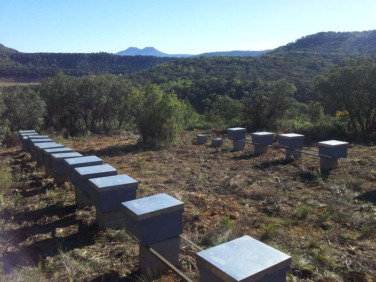 Miel Nectarius tweet media