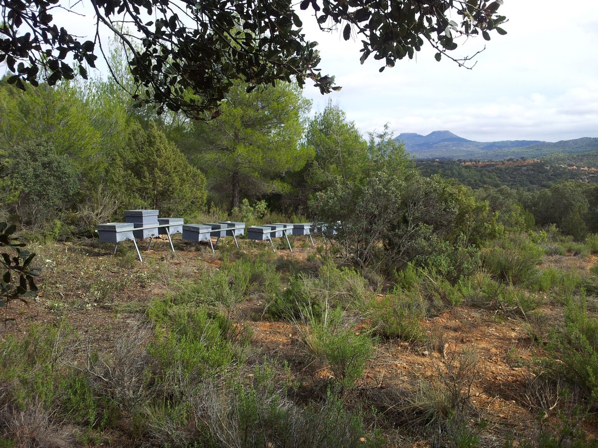 Miel Nectarius tweet media