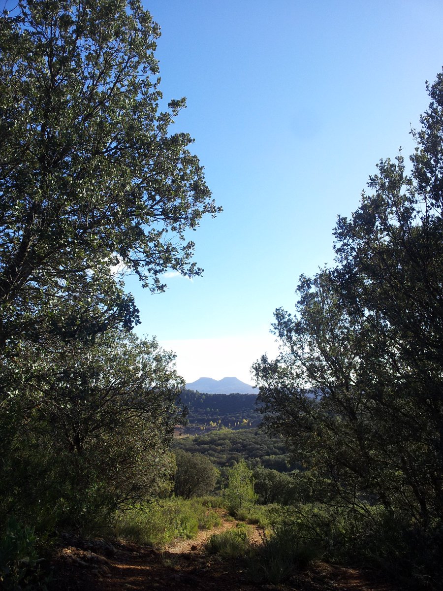 Miel Nectarius tweet media