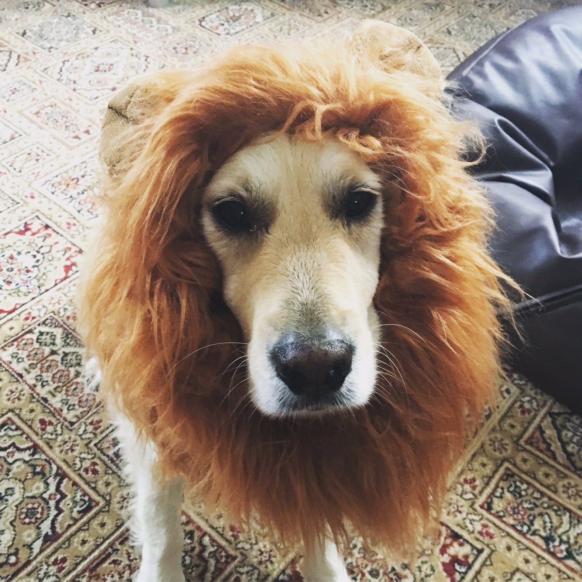 Me trying to be a lion.#lion #fun #roar #goldenretriever #dogsoftwitter