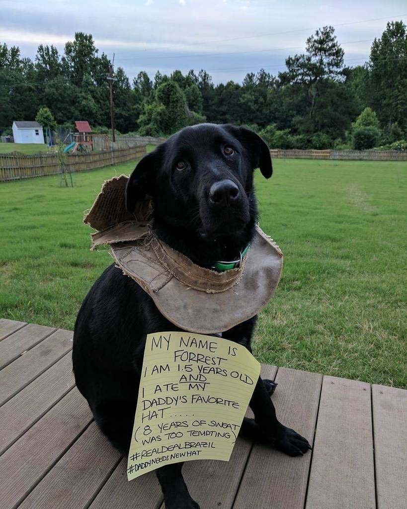 realdealbrazil's tweet photo. It was a sad day for #RealDealBrazil Fan Forrest, as his precious cute little #doggie ate his #RealDealHat right b… https://t.co/MTs43KU36L https://t.co/fvoKMHJPlZ