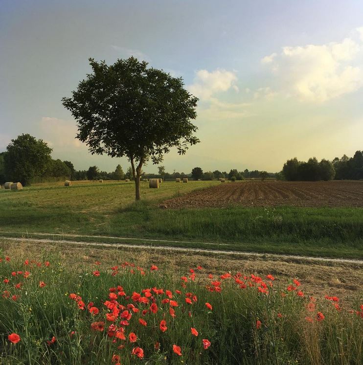 VisitFVG's tweet photo. #Buongiorno da #Porcia!
Ecco come la campagna in #FVG appare nel mese di #giugno! ph. (IG) asecondin
#slowFVG #nature https://t.co/2XHiLIpKZM