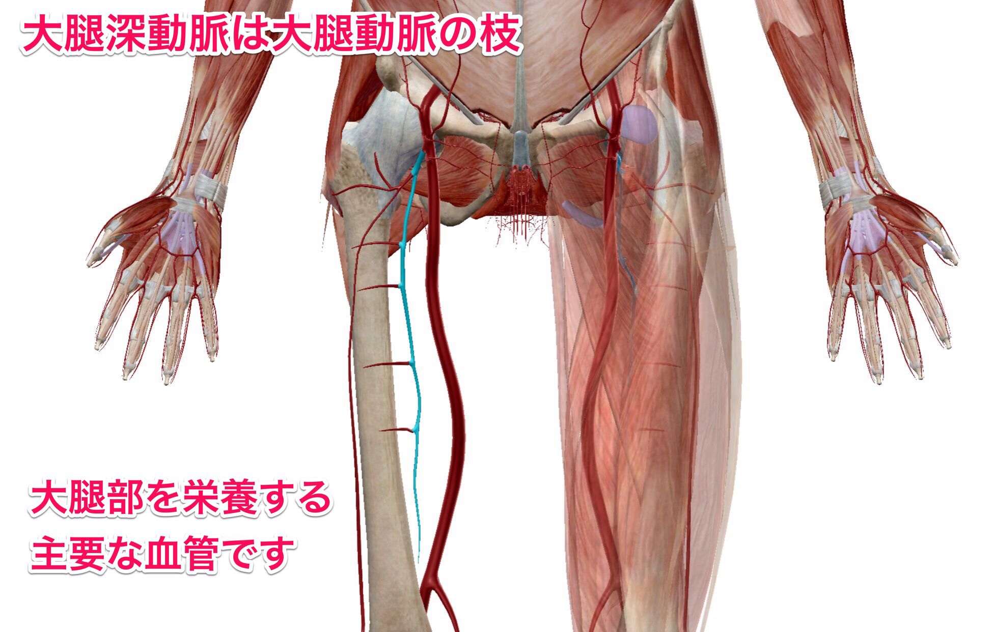かずひろ先生 なるほど解剖学 Sur Twitter 大腿深動脈は 動脈 の枝である 解答 大腿動脈 大腿深動脈は大腿動脈の枝です 大腿動脈は大腿三角を下行しながら大腿後面に向かう大腿深動脈を出します 大腿深動脈は大腿部を栄養する主要な血管です 解剖学 下肢の脈 かずひろ先生 なるほど解剖学 Sur Twitter 大腿深動脈は 動脈 の枝である 解答 大腿動脈 大腿深動脈は大腿動脈の枝です 大腿動脈は大腿三角を下行しながら大腿後面に向かう大腿深動脈を出します 大腿深動脈は大腿部を栄養する主要な血管です 解剖学 下肢の脈