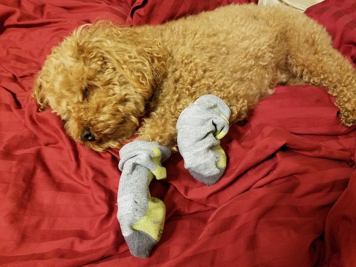 This is why I wake you up at 3am. 
#PoodleSocks