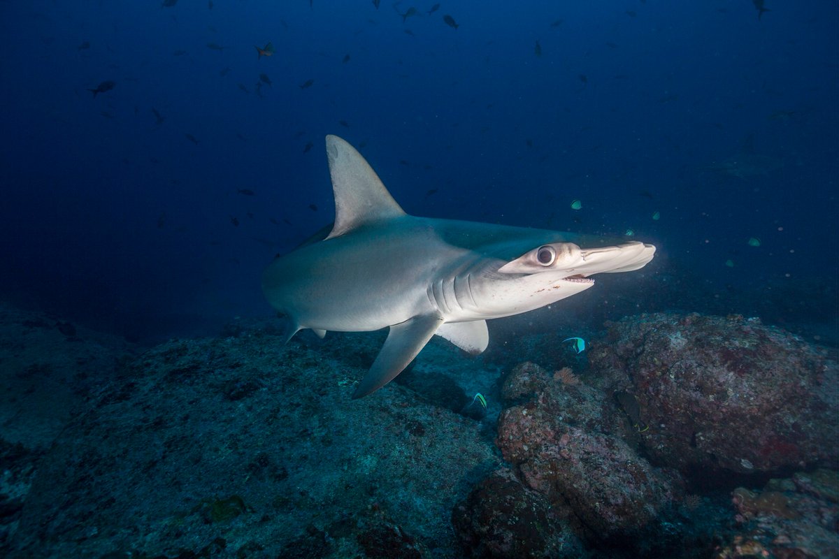 Happy #WorldOceansDay! I'd like to introduce you to my new friend "Sylvia" who was tagged on our recent trip to Cocos. What an honor!