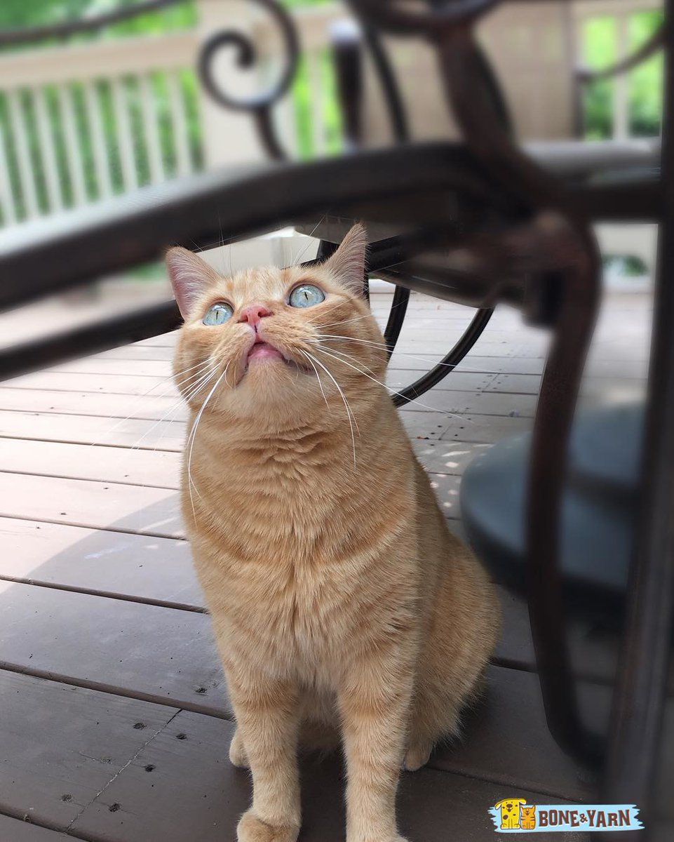BoneAndYarn's tweet photo. I call this the "hoomans gimmie food" stare. #BoneAndYarn #Cat #Cats #BeautifulGinger https://t.co/eVY7qYjL4h