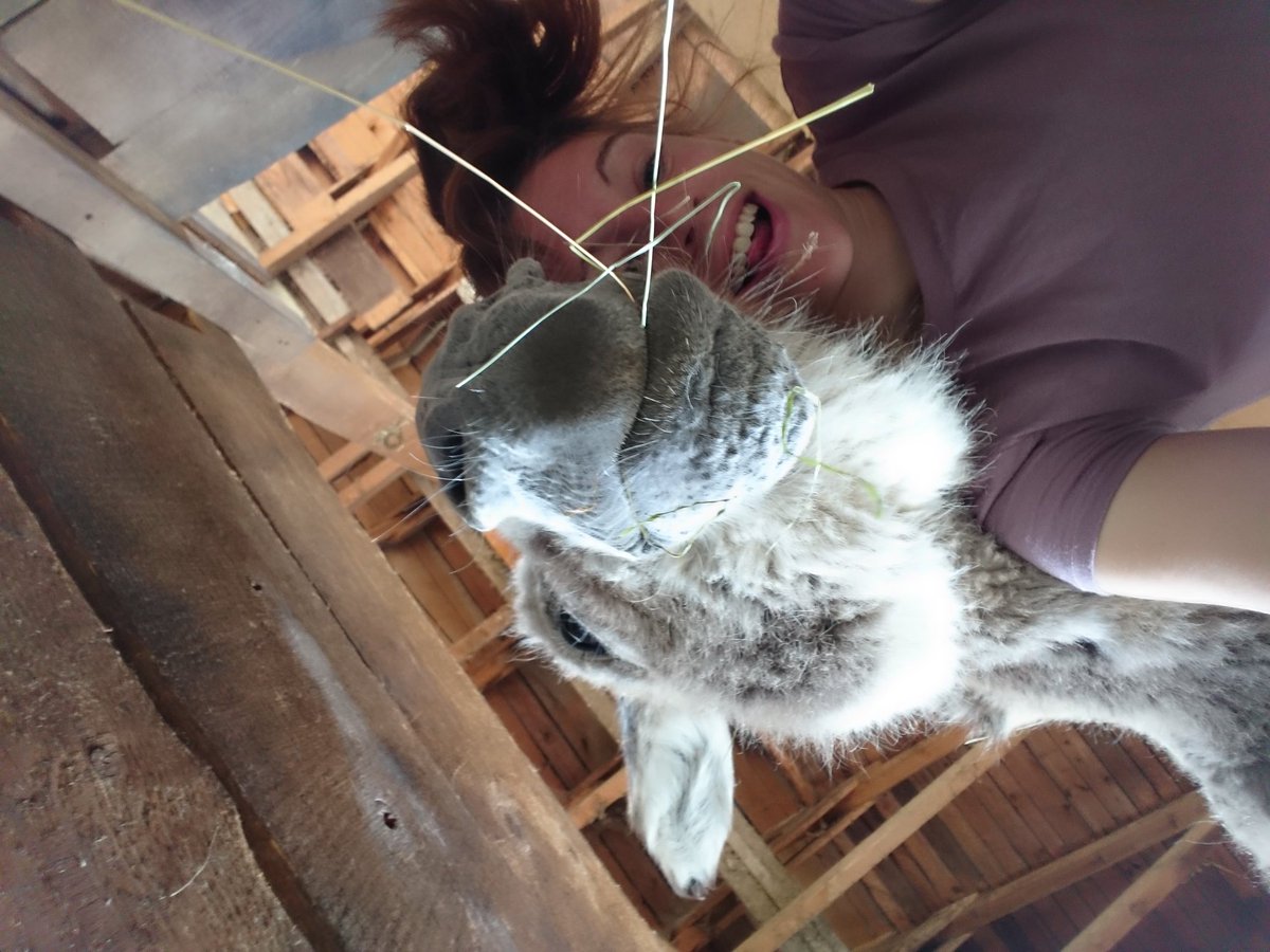 FeistImke's tweet photo. Heute gings auf die Jugendfarm Bonn um "Dünger" für @stadtfruchtchen zu holen. Ohne Fleiß kein Sch...ähm Preis #Farm #StadtFrüchtchen #Huhn https://t.co/YxhAJHPbqk