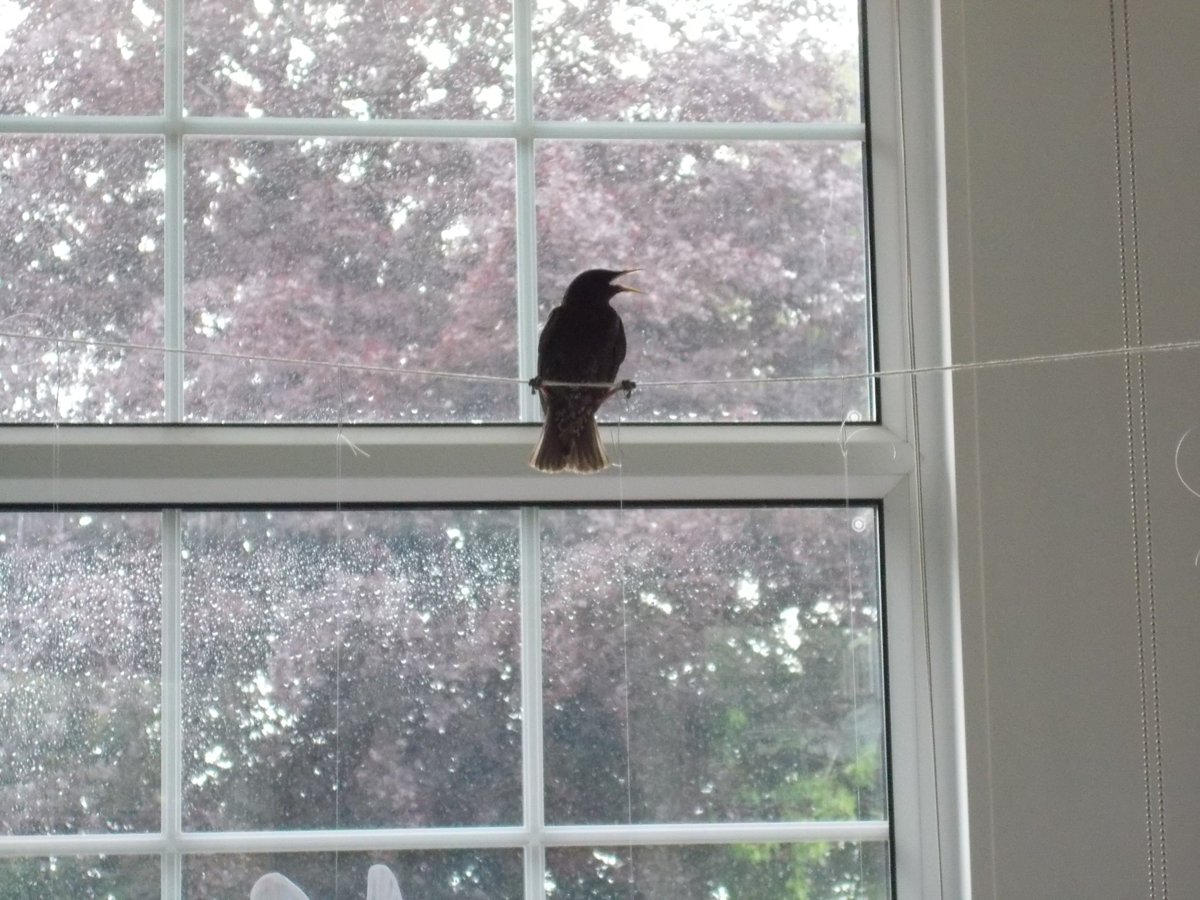 Sheep_365's tweet photo. At the small school, this bird has heard about #Sheepweek2017 and is sitting inside Class 2! We'd heard it shuffling about before school. https://t.co/lj8SFDhSSX