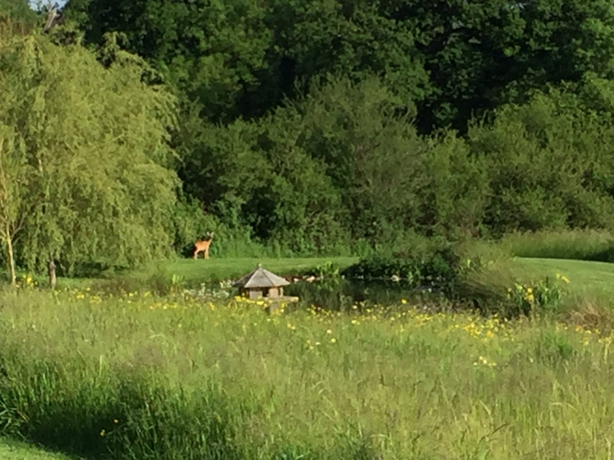 We get some amazing #visitors and I'm not just talking about the guests! #uppervobsterfarm #deer #nature #naturelover