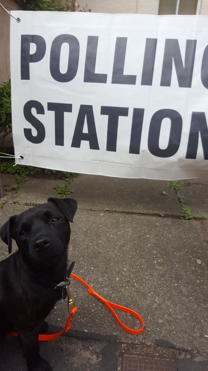 OfThisWorld's tweet photo. #dogsatpollingstations https://t.co/JeqdS4WNos