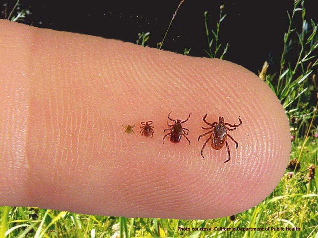 BE TICK SMART! Tips for protecting yourself from tick bites while in nature: bit.ly/2rEPcfD #StepIntoNature #HealthyHikes 🌳🌲