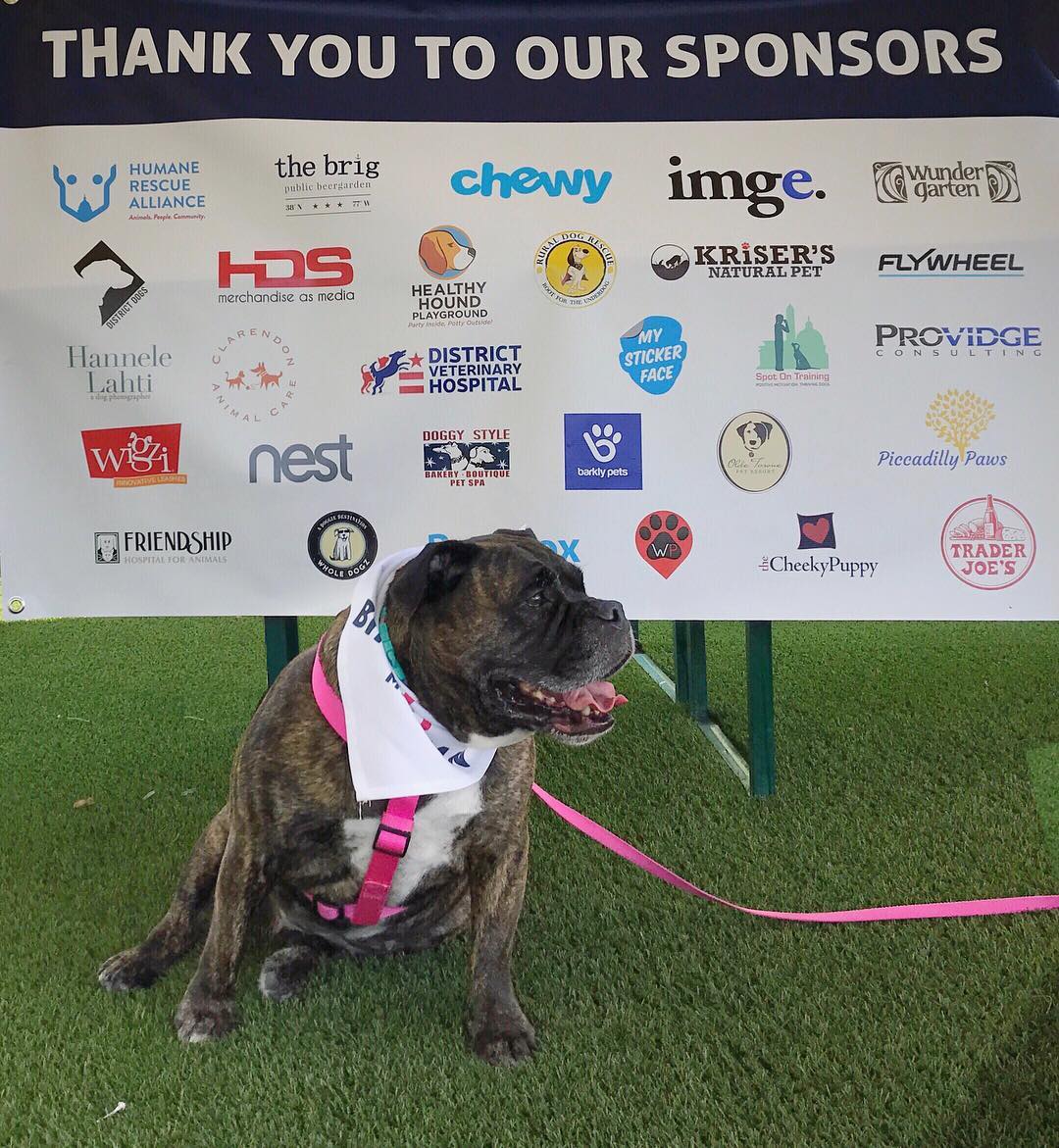 HDSideas's tweet photo. We sponsored the @BipawtisanMarch for dogs in D.C. last weekend. Check out the pics of all the dogs that attended. https://t.co/fVU4Imm6X0 https://t.co/QrSaWuXF8Q