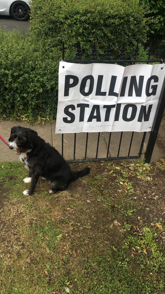 Luna not looking impressed with today's afternoon walk  #WolverhamptonSouthWest #GE2017  #dogsatpollingstations