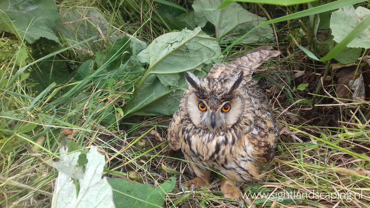 SIGHTLS's tweet photo. Pluim voor werknemer! Door oplettendheid, maaien spoorberm Utrechtse lijn een uiltje gespot/gered. #florafaunacheck https://t.co/CaNE4eKfVl