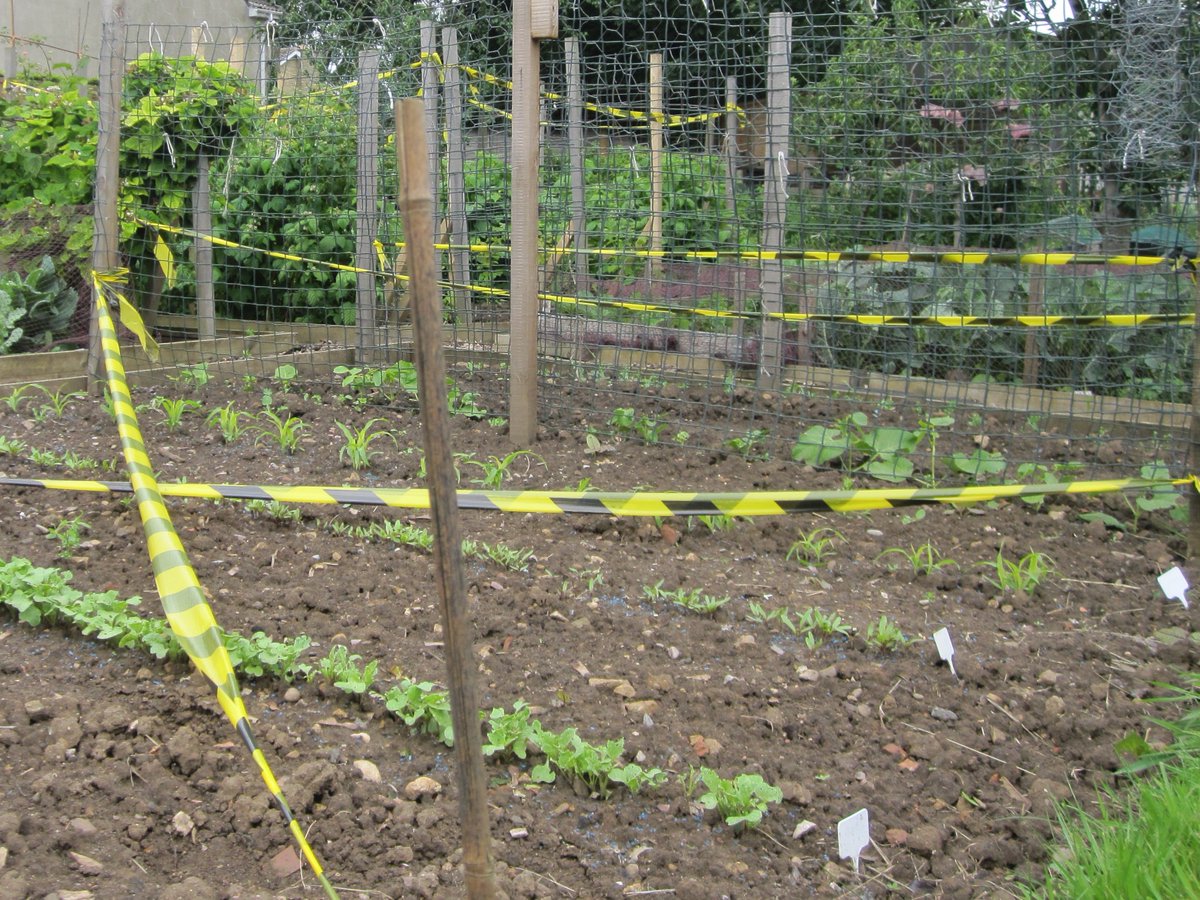 CSI Allotment