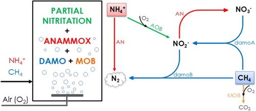 EvelineVolcke's tweet photo. Integration of methane removal in aerobic #anammox-based #granularsludge reactors to reduce C footprint. Free copy
https://t.co/WQgkV2x4pr https://t.co/UpfI2kMhLn