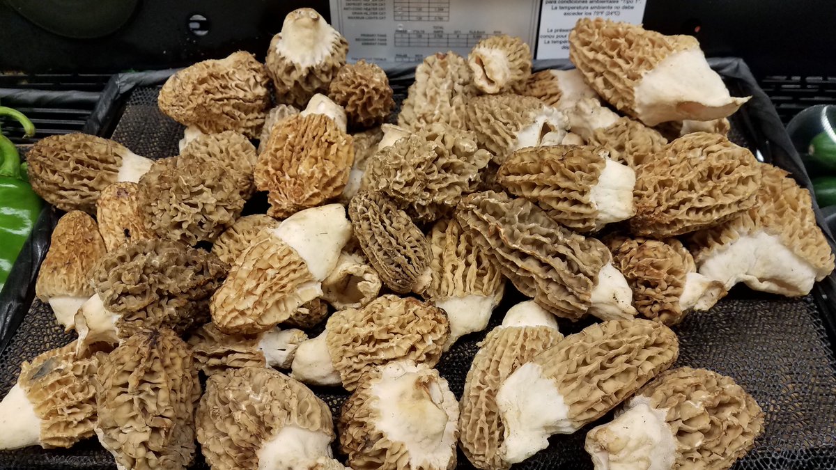MilesFarmersMkt's tweet photo. Blonde Morel Mushrooms just arrived! #blondemorels #mushrooms🍄 #specialtyitems #outstandingproduct #milesabovetherest https://t.co/tiNRkkKD2s
