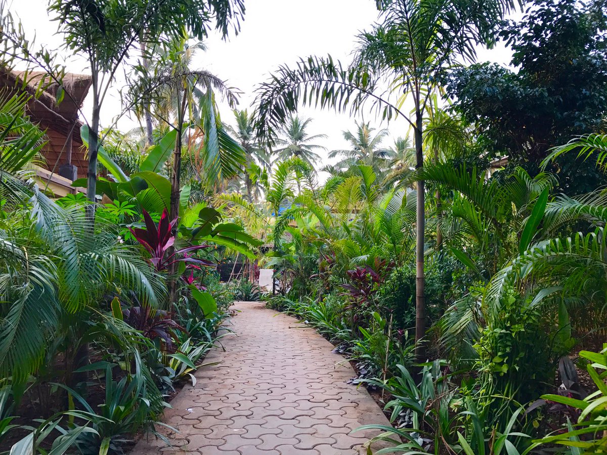 DevaryaWellness's tweet photo. #Devaryawellness - join us for #yoga #yogaretreats #yogaholidays surrounded by tropical gardens & overlooking the sea #nature #goa #india https://t.co/HWaTe6Y6b2