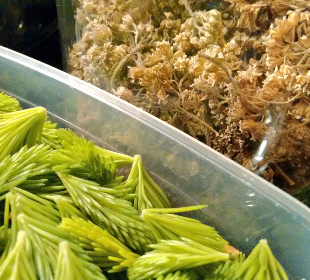 Siankärsämön lisäksi reseptissä on myös kuusenkerkkiä. Jännäksi menee.