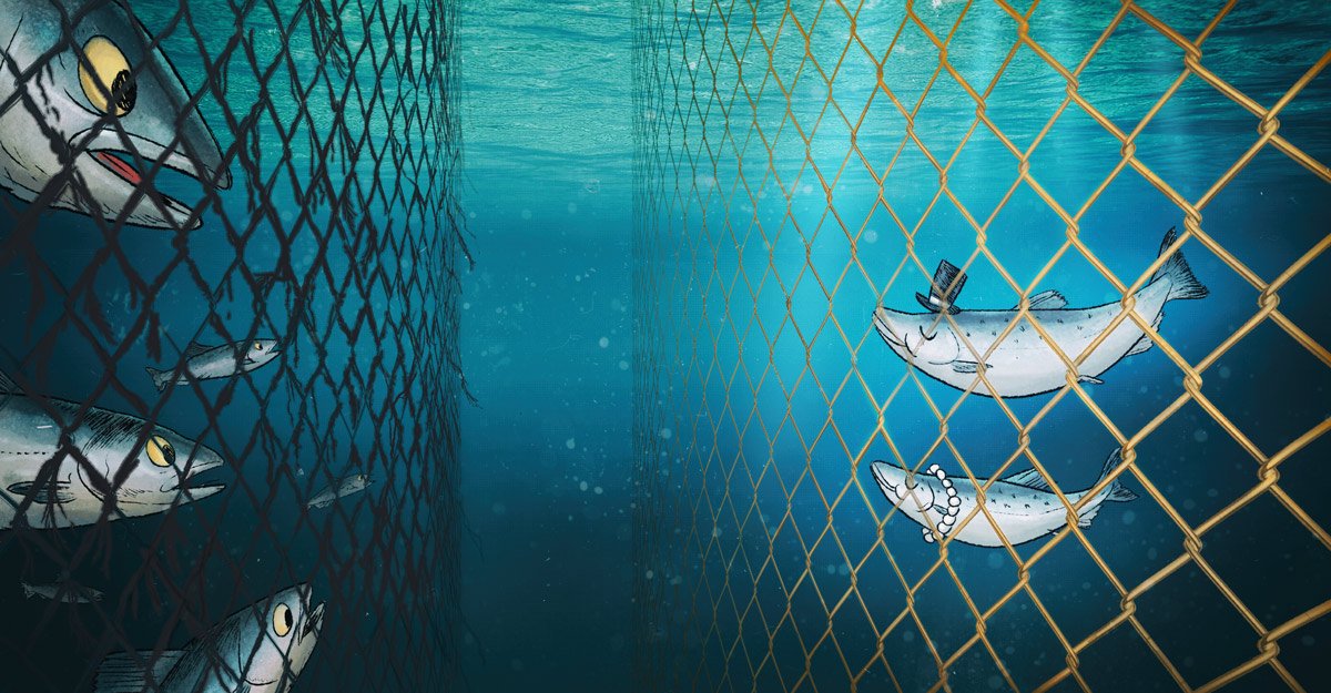 CodelcoLab's tweet image. ¿Acuicultura sustentable? ¡Con el cobre es posible!
codelcolab.com/esp/noticia/49…