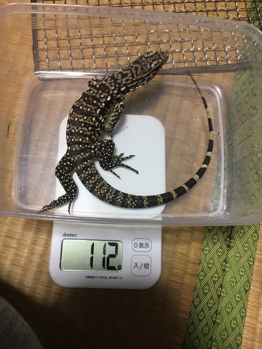 Uzivatel しい 爬虫類垢 Na Twitteru テグーの飼育環境 90 65 65の犬用サークルに板や網貼り付けて紫外線灯 バスキング 暖突 パネヒ ハスクチップ 人工芝 留守時間が長いので 自動霧吹き機 ミスティングシステム も何とか作れたのでこの環境に慣れてくれれば Uzivatel しい 爬虫類垢 Na Twitteru テグーの飼育環境 90 65 65の犬用サークルに板や網貼り付けて紫外線灯 バスキング 暖突 パネヒ ハスクチップ 人工芝 留守時間が長いので 自動霧吹き機 ミスティングシステム も何とか作れたのでこの環境に慣れてくれれば
