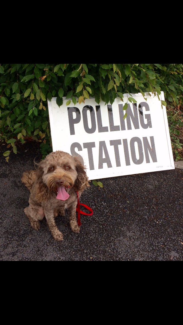 debbie1710's tweet photo. When polling day and doggy walking day coincidence 😀 #dogsatpollingstations #borrowmydoggy #bestdayoftheweek ! https://t.co/XAd41tMg6o