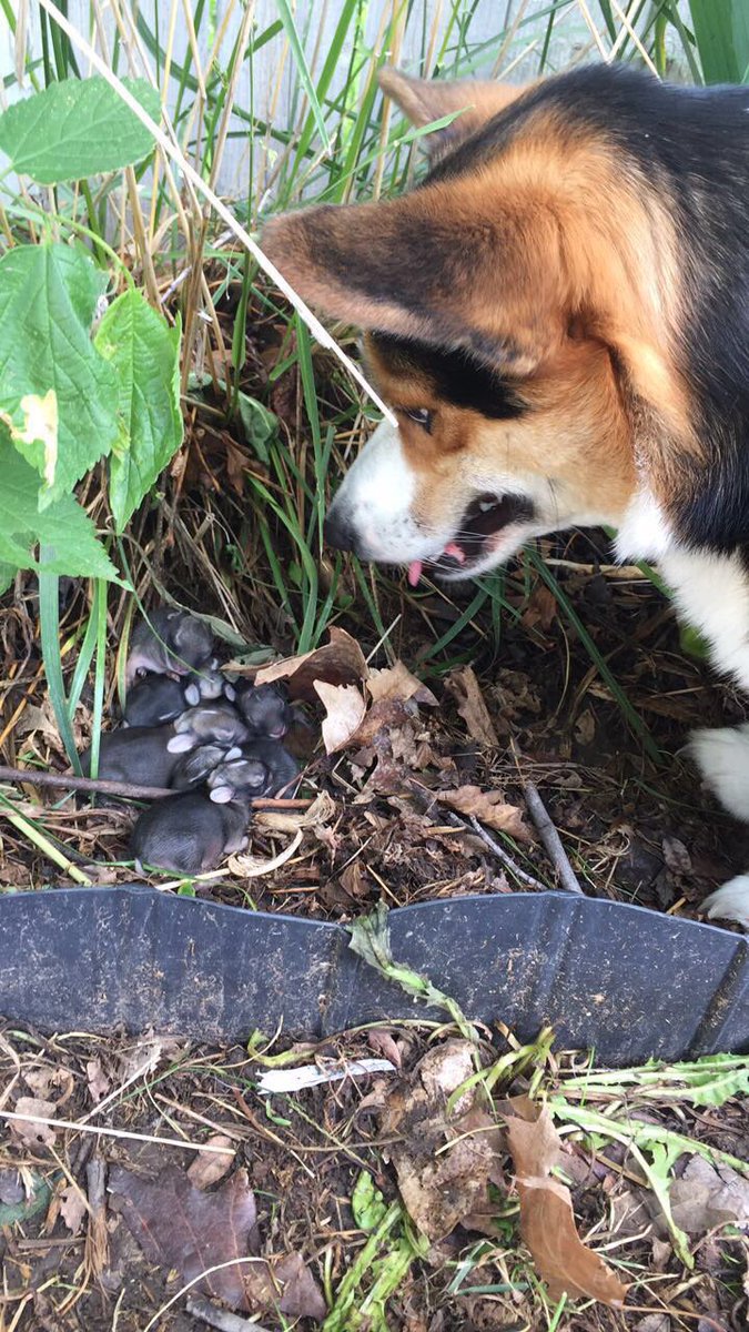 jena_rahjes's tweet photo. And I find Carl protecting some baby bunnies... he is trying to cover them with brush and licking them #CorgiBunny https://t.co/CEw0JNbPLN
