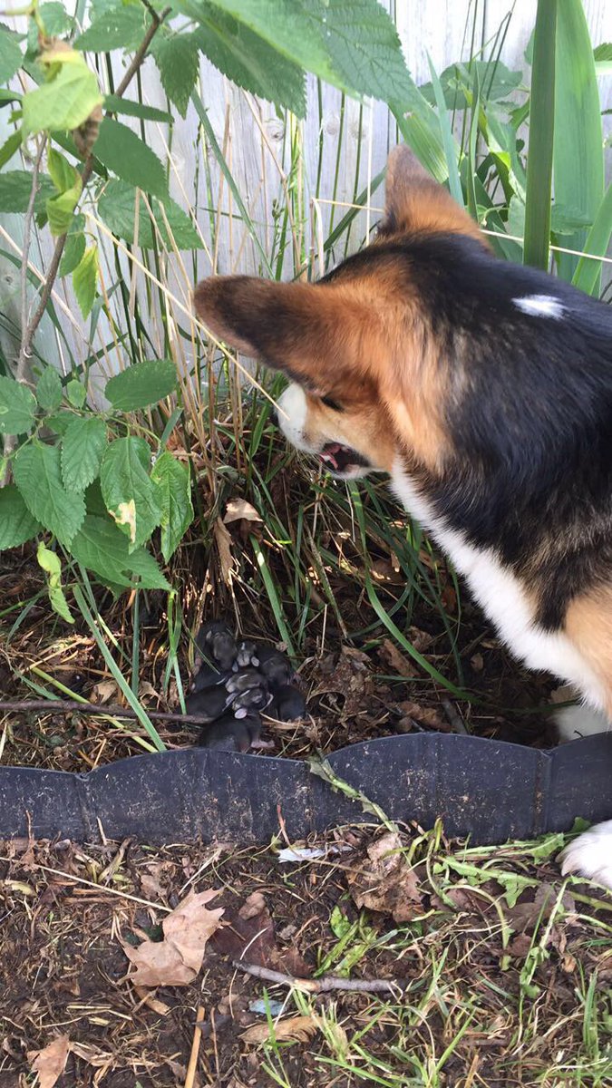 jena_rahjes's tweet photo. And I find Carl protecting some baby bunnies... he is trying to cover them with brush and licking them #CorgiBunny https://t.co/CEw0JNbPLN