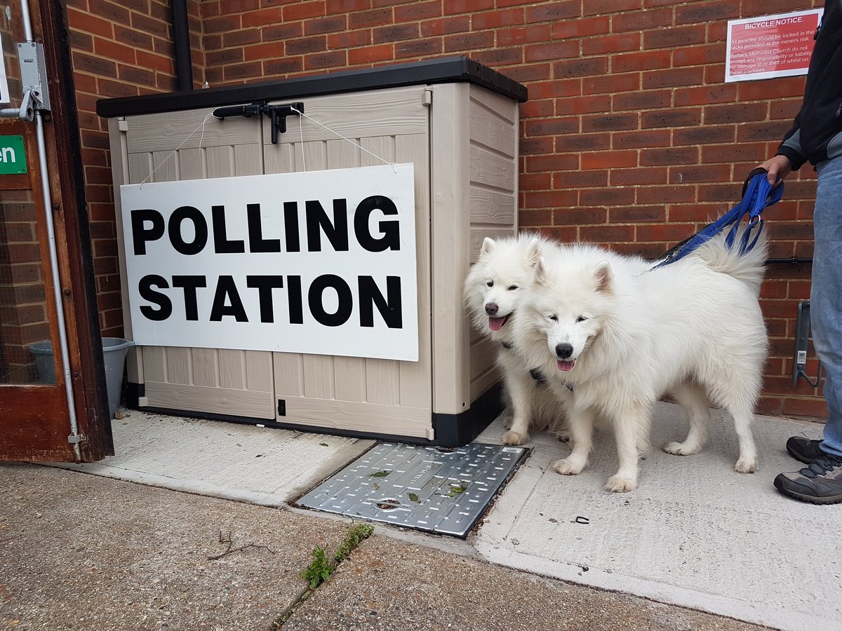 Sammyyapyap's tweet photo. Happy Samoyeds at the polling station today #dogsatpollingstations @dogstrust @TwitterUK #samoyed #GeneralElection17 #GeneralElection2017 https://t.co/l0fmFnwBGy